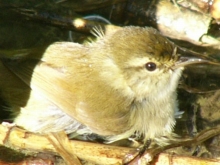 悵悵EE