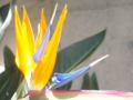 ストレリチア　極楽鳥花